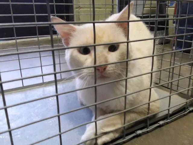 Reese - Domestic Short Hair