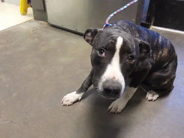 Tobias - Pit Bull Terrier