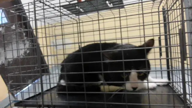 Sprinkles - Domestic Short Hair