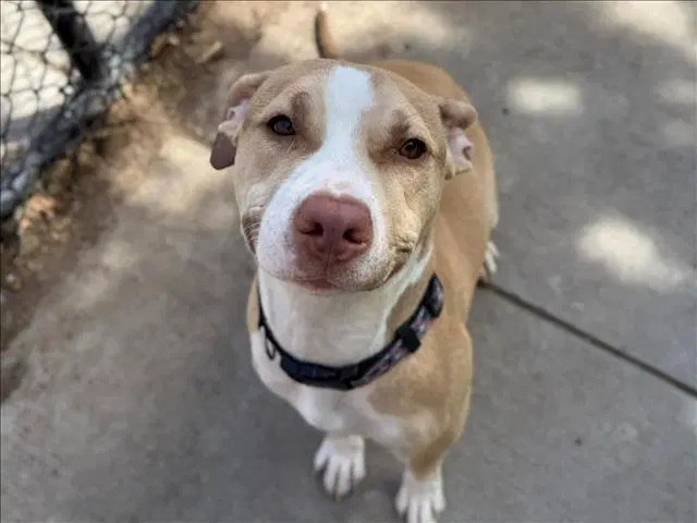 Cherry - Pit Bull Terrier