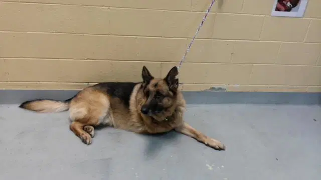 Jacob - German Shepherd Dog