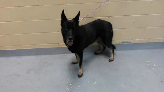 Pepper - German Shepherd Dog