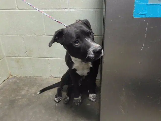 Honda - Pit Bull Terrier