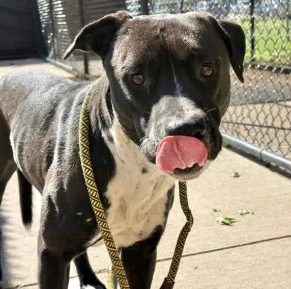 Honda - Pit Bull Terrier