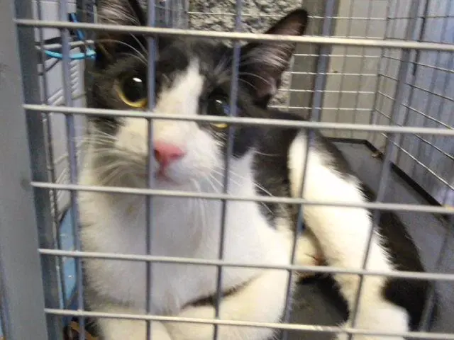 Pilot - Domestic Short Hair