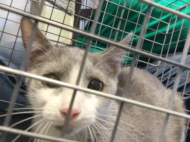 Nugget - Domestic Short Hair