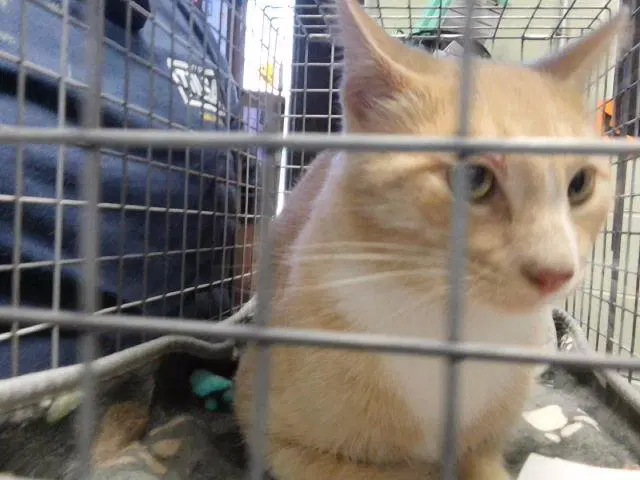 Juicy Fruit - Domestic Short Hair