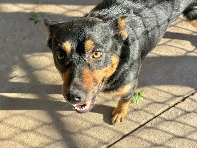 Rocky - German Shepherd Dog