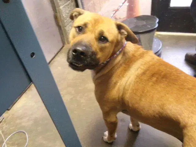 Otter - Black Mouth Cur