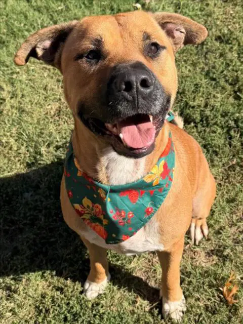 Otter - Black Mouth Cur