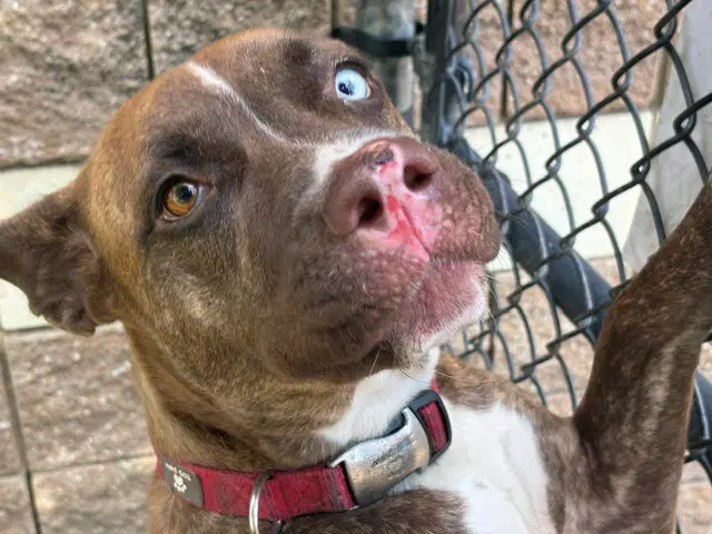 Nutmeg - Pit Bull Terrier