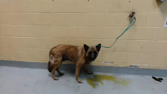 Bubba - German Shepherd Dog