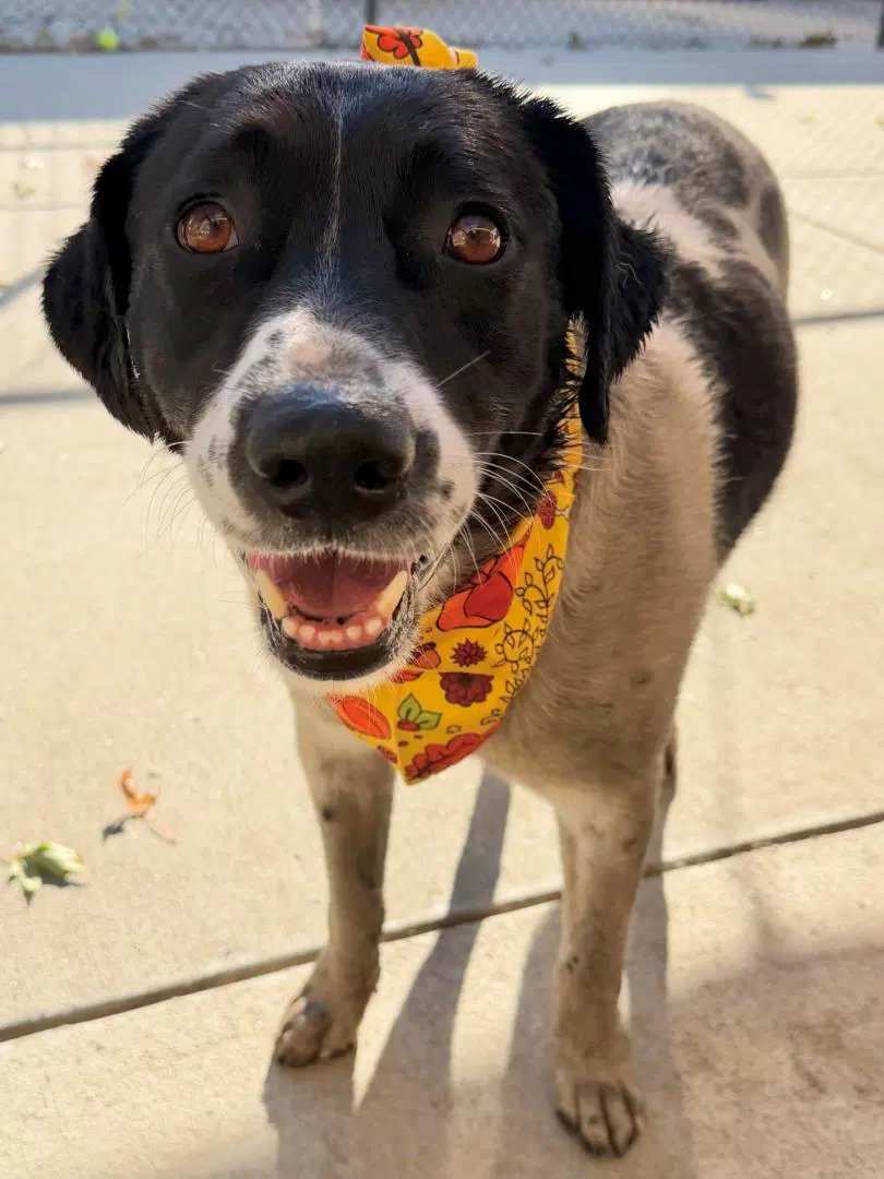Mr Moo - Australian Cattle Dog/Blue Heeler