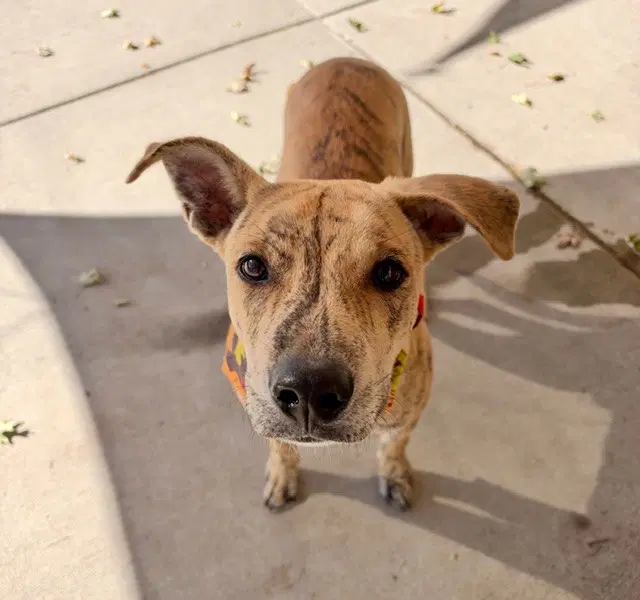 Sundance Kid - Greyhound