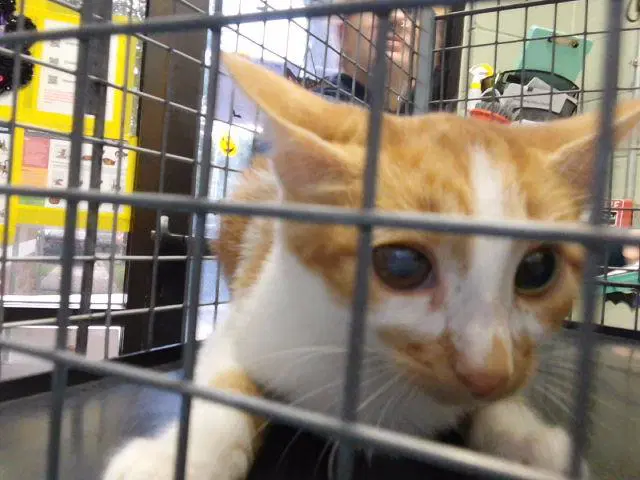 Butterscotch - Domestic Medium Hair
