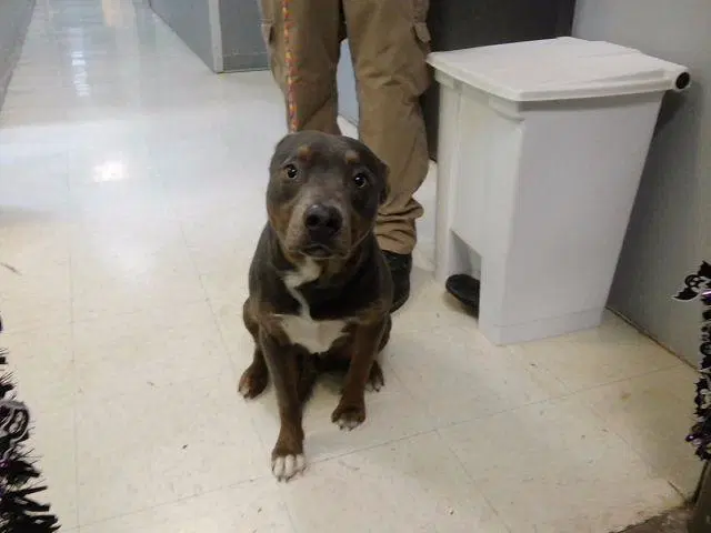 Possum - Pit Bull Terrier