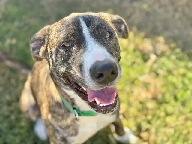 Maggie Squshy - Pit Bull Terrier