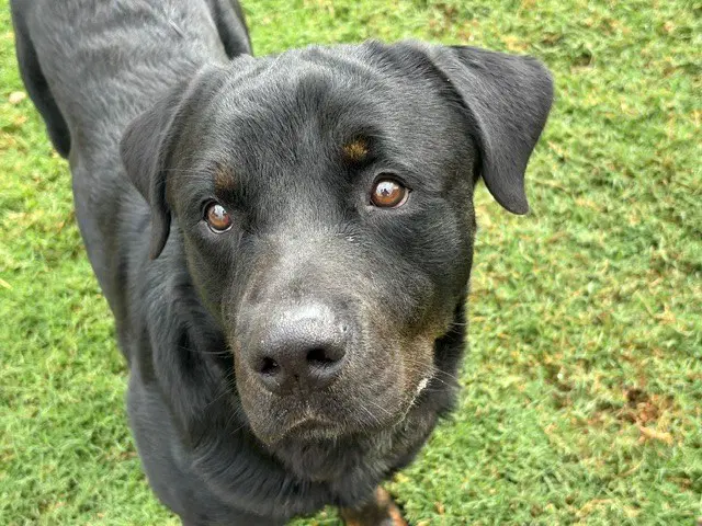 County - Rottweiler