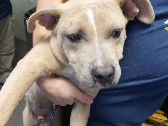 Larry - Pit Bull Terrier
