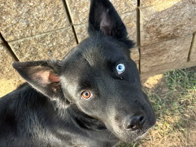 Yamato - Siberian Husky