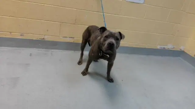 Jerry - Pit Bull Terrier