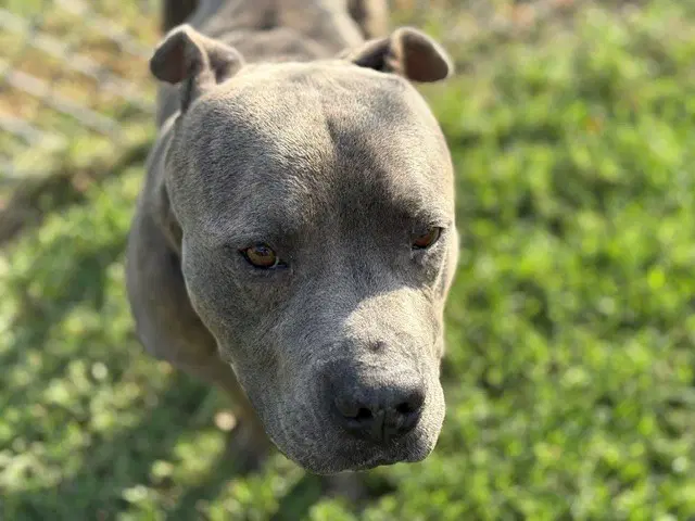 Jerry - Pit Bull Terrier