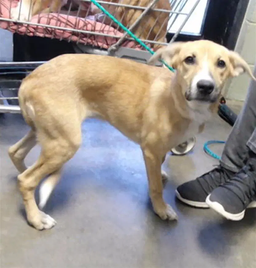 Cupcake - Labrador Retriever