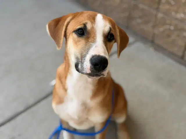 Holly - Labrador Retriever
