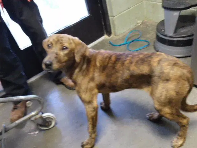 Regina - Plott Hound