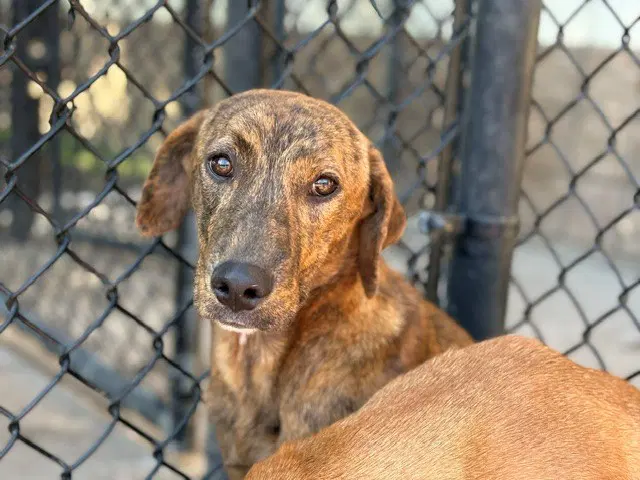 Regina - Plott Hound