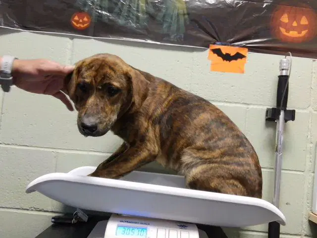 Karen - Plott Hound