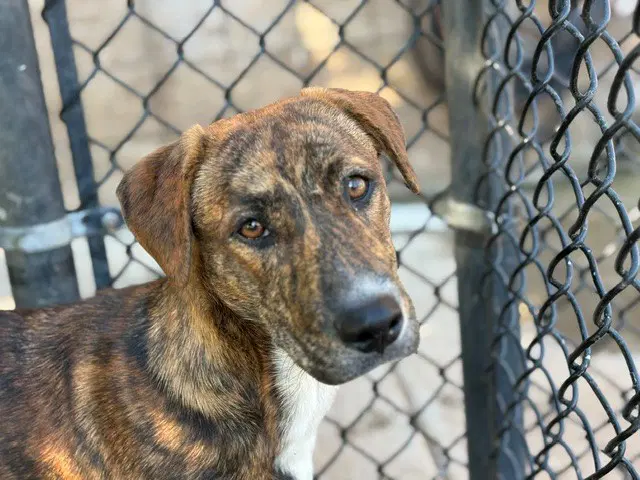 Karen - Plott Hound