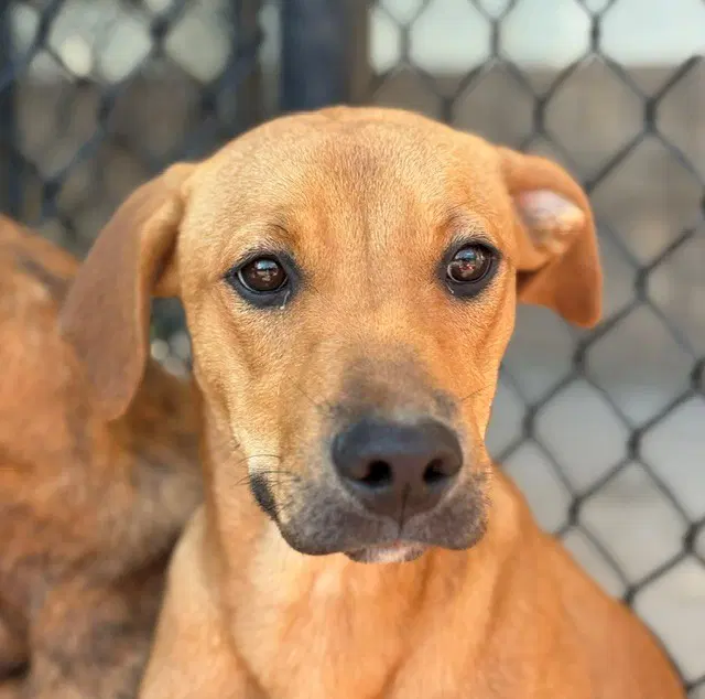 Gretchen - Plott Hound