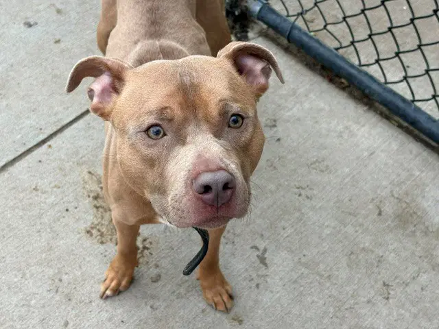 Unknown - Pit Bull Terrier