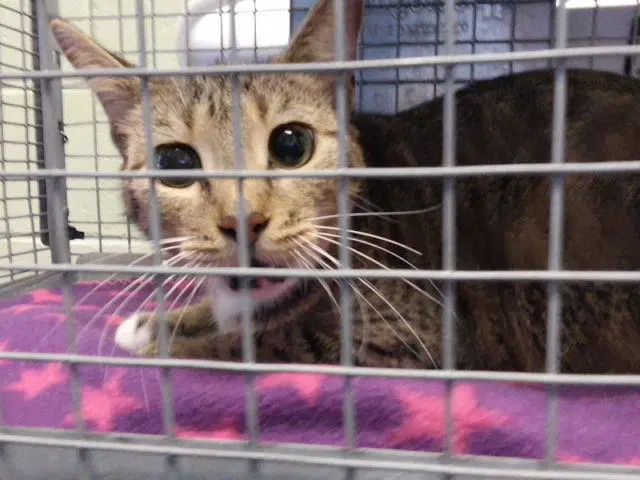 Rue - Domestic Short Hair
