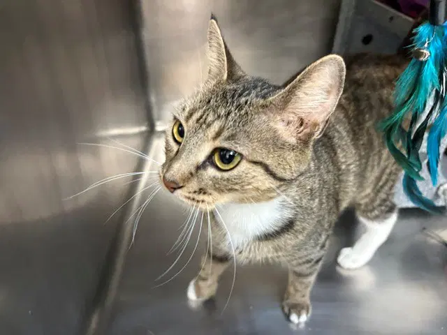 Rue - Domestic Short Hair