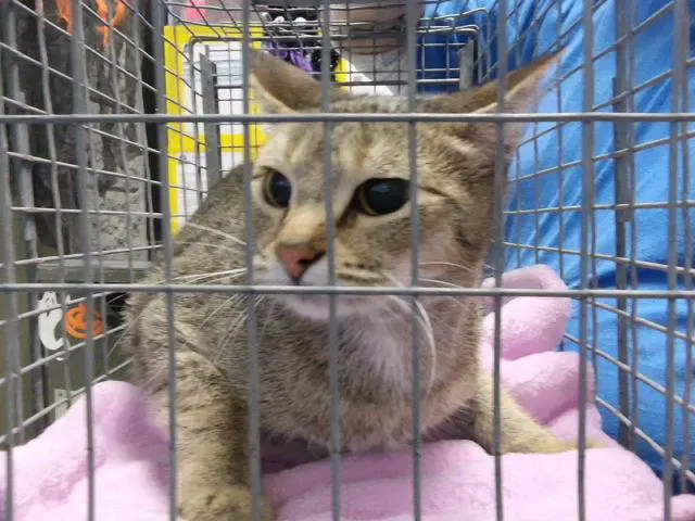 Willow - Domestic Short Hair
