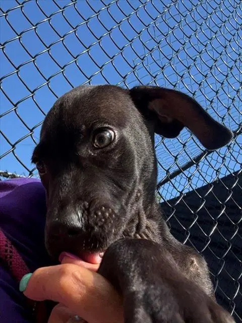 Poodle - Labrador Retriever