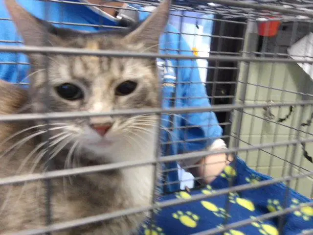 Catty - Domestic Short Hair