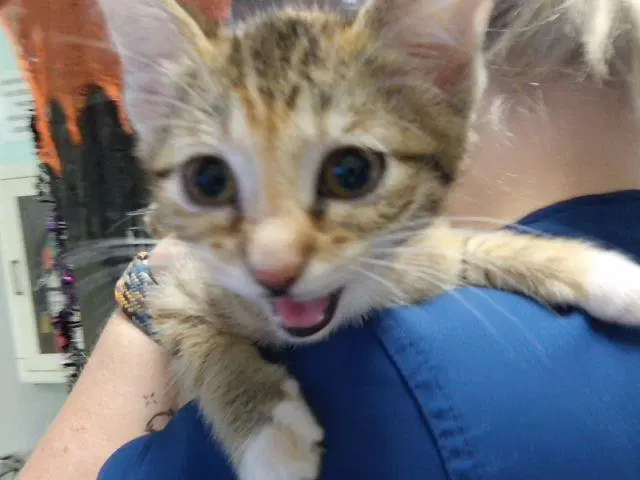 Ester - Domestic Short Hair