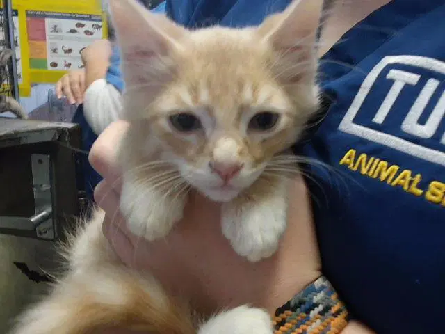 Ozzy - Domestic Long Hair