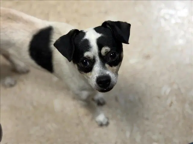 Minor - Chihuahua