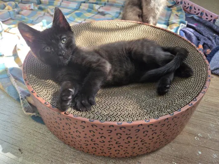 Broom - Domestic Short Hair