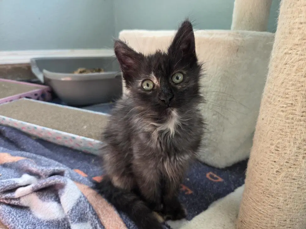 Dust Bunny - Domestic Short Hair