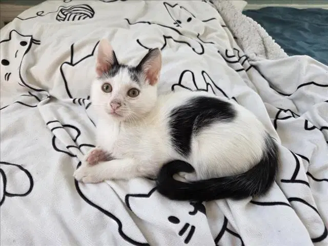 Lint - Domestic Short Hair