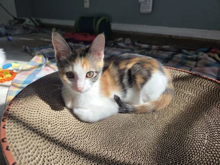 Couch Change - Domestic Short Hair