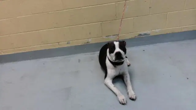 Domino - Pit Bull Terrier