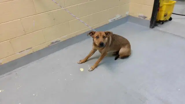 Gamora - German Shepherd Dog
