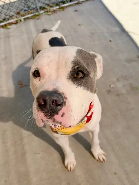 Star-Lord - Pit Bull Terrier