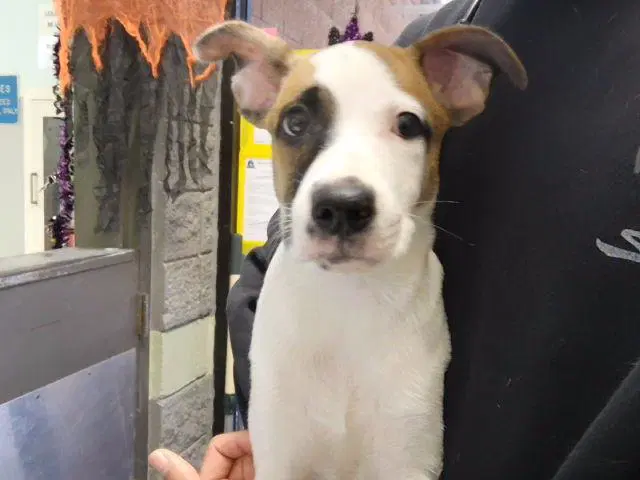 Judy - Pit Bull Terrier